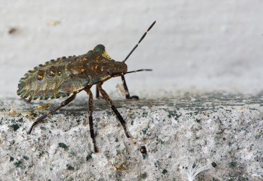 Common Carpet Bugs and How to Get Rid of Them