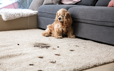 How to Fix Common Pet Damage on Carpets and Floors