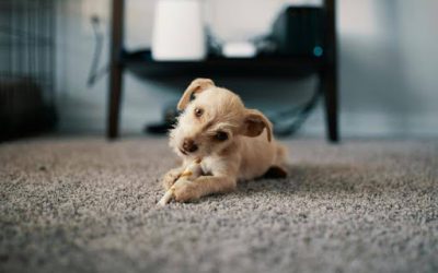 A Guide on Hypoallergenic Carpets