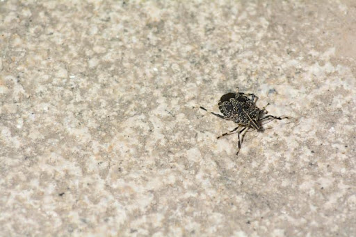 How To Get Rid of Carpet Beetles